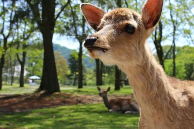 Deer in forest