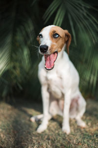 Portrait of dog sticking out tongue