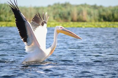 Close-up of pelican with spread wings in lake