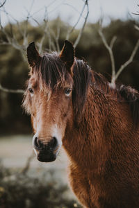 Close-up of a horse on field