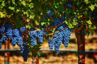 Tree growing in vineyard