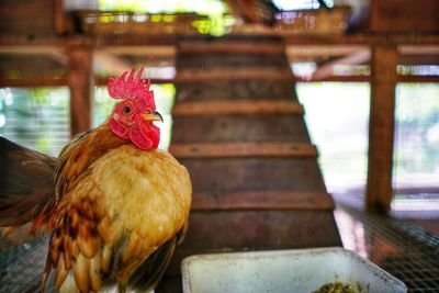 Close-up of rooster