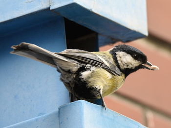 Close-up of bird perching on railing