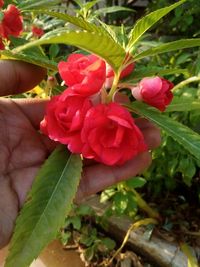 Close-up of red flowers blooming outdoors