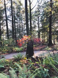 Trees growing in forest against sky