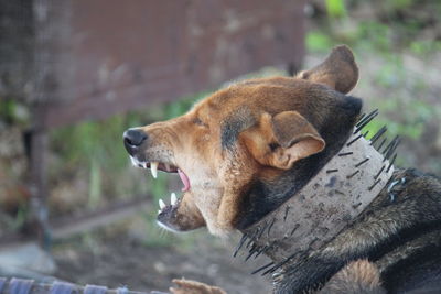 Close-up of a dog