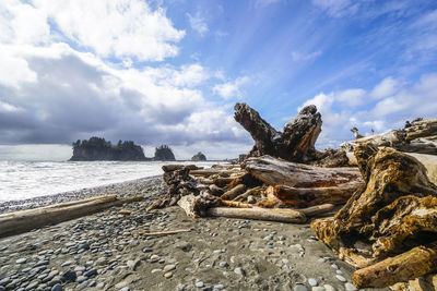 Driftwood on beach