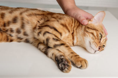 The owner affectionately strokes his bengal cat. love for pets.