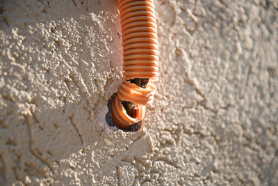 Close-up of insect on wall