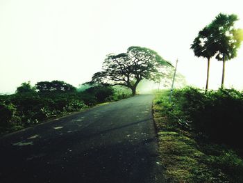 Road passing through trees