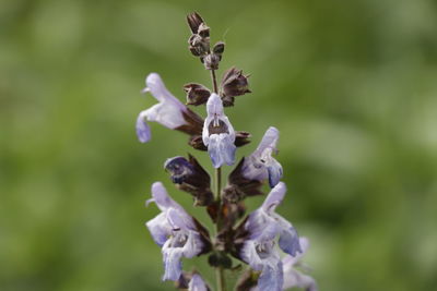 Close-up of wilted flowering plant