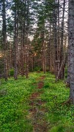 Trees growing in forest