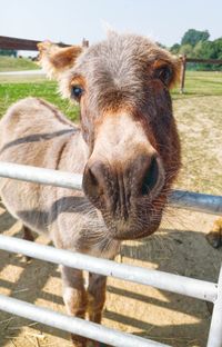 Close-up portrait of goat standing on field