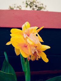 Close-up of yellow flowering plant