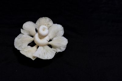 High angle view of white bird over black background