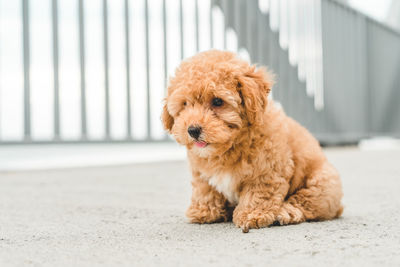 Brown puppy poodle sitting on the street