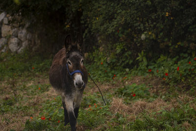 Donkey in a field