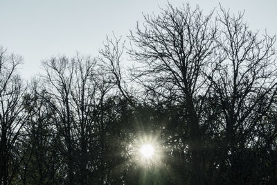 Low angle view of sunlight streaming through bare trees