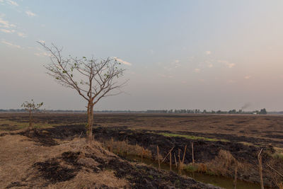 Bare tree on field against sky during sunset