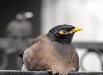 Close-up of a bird