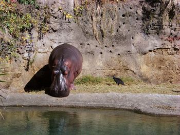 Horse in water