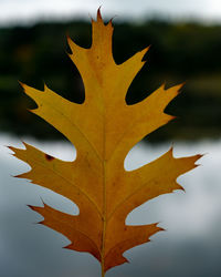 Close-up of yellow maple leaf against sky
