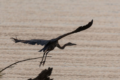 Bird flying over sea