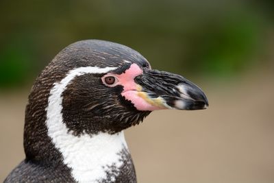 Close-up of the head of a penguin