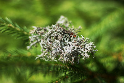 Close-up of insect on plant