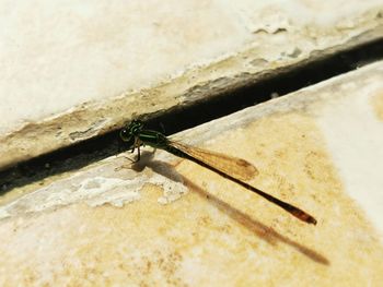 High angle view of insect on wall