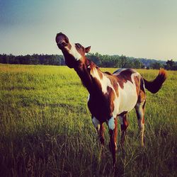 Horse on landscape against sky