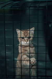 Portrait of cat in cage