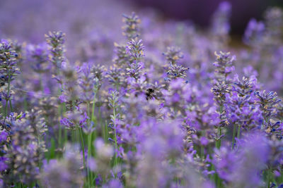 Close-up of purple flowering plants on field