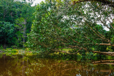 Scenic view of lake in forest