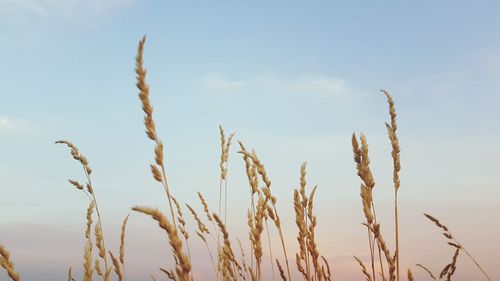 Low angle view of stalks in field against sky