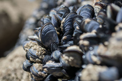 Close-up of crab on beach