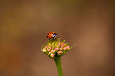 Close-up of insect on flower