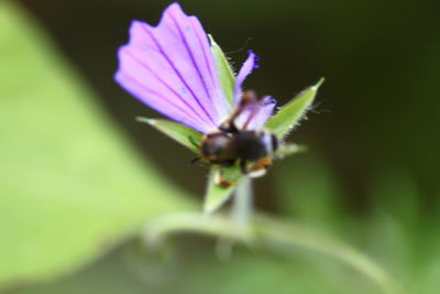 Close-up of purple flowering plant