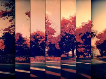 Close-up of trees against sky seen through window