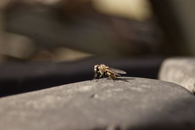 Close-up of insect