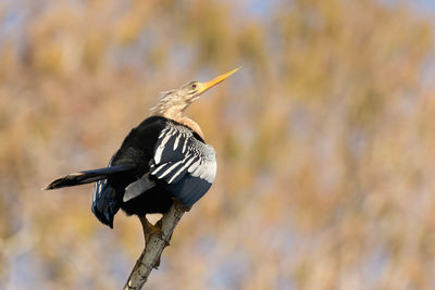 Close-up of bird perching outdoors