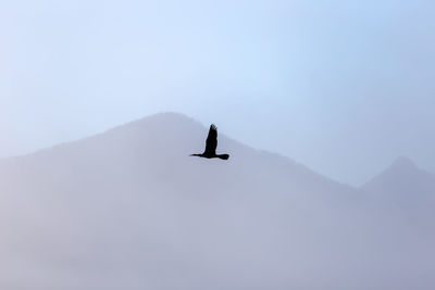 Low angle view of bird flying against clear sky