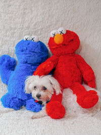 Portrait of dog with toy