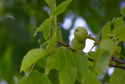 Close-up of bird perching on branch