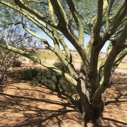 Trees on landscape