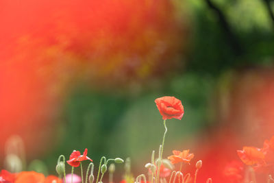 Close-up of orange flowering plant