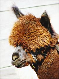 Close-up of a rabbit