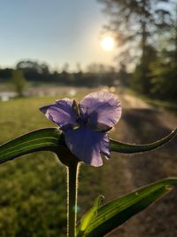 Close-up of purple flowering plant on field against sky