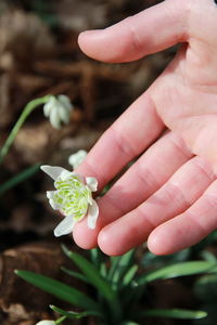 Close-up of hand holding red flower