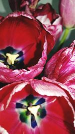 Close-up of pink flowers